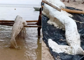 Mistério: corpo de criatura misteriosa encontrada em Papua-Nova Guiné ainda não foi identificado