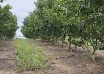 Projeto assistido pelo Idam no Amazonas deve produzir 30 toneladas de goiaba