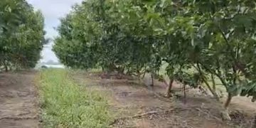 Projeto assistido pelo Idam no Amazonas deve produzir 30 toneladas de goiaba