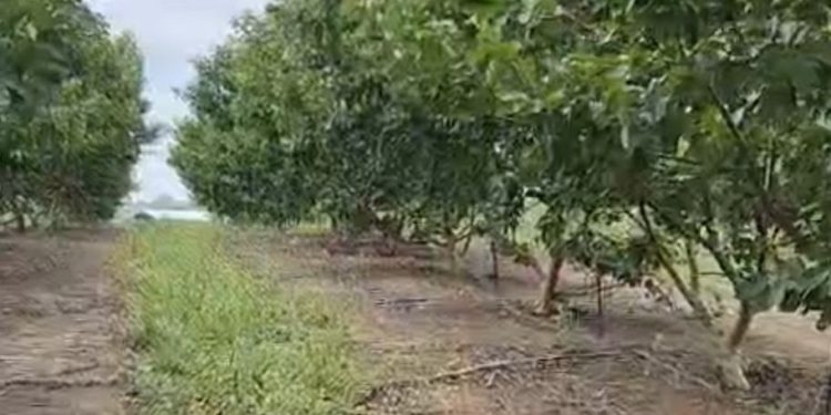Projeto assistido pelo Idam no Amazonas deve produzir 30 toneladas de goiaba
