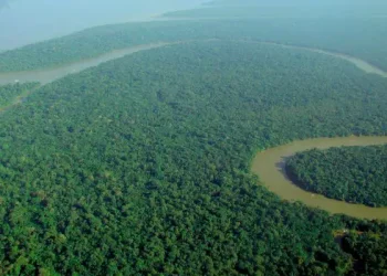Desmatamento na Amazônia tem queda de 80% em novembro
