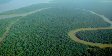 Desmatamento na Amazônia tem queda de 80% em novembro