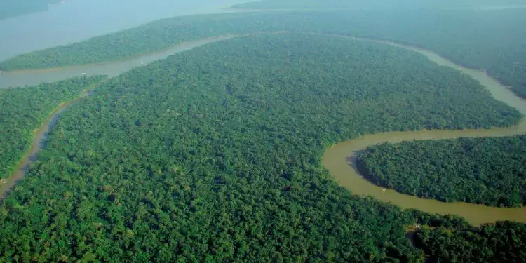Desmatamento na Amazônia tem queda de 80% em novembro