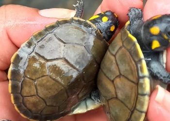 Mais de 800 filhotes de tracajás são devolvidos à natureza no Rio Madeira