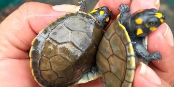 Mais de 800 filhotes de tracajás são devolvidos à natureza no Rio Madeira