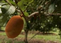 Pesquisa incentiva cultivo consorciado de frutas amazônicas para aumentar a diversidade e a comercialização