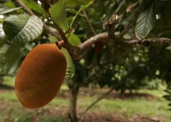 Pesquisa incentiva cultivo consorciado de frutas amazônicas para aumentar a diversidade e a comercialização