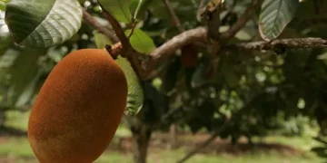Pesquisa incentiva cultivo consorciado de frutas amazônicas para aumentar a diversidade e a comercialização