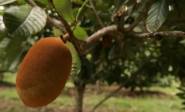 Pesquisa incentiva cultivo consorciado de frutas amazônicas para aumentar a diversidade e a comercialização