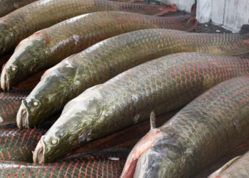 Piraruclub: um ano de sucesso na promoção do manejo sustentável do pirarucu