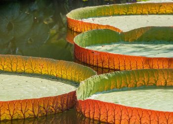 Vitoria Régia: a flor símbolo da Amazônia