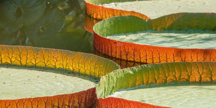 Vitoria Régia: a flor símbolo da Amazônia