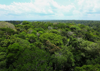 Em 2023, Governo do Amazonas captou mais de R$ 76 milhões para investir na gestão ambiental