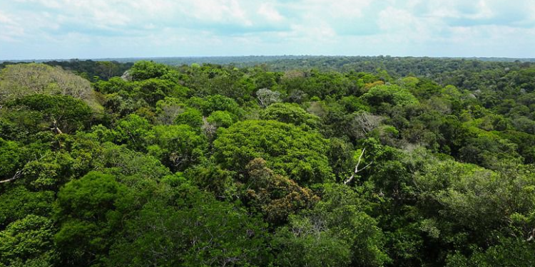 Em 2023, Governo do Amazonas captou mais de R$ 76 milhões para investir na gestão ambiental