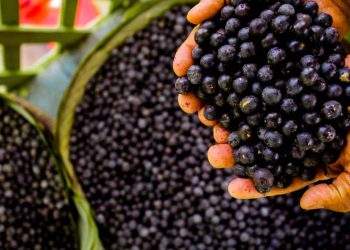 Açaí: zoneamento agrícola abre portas para expansão da cultura