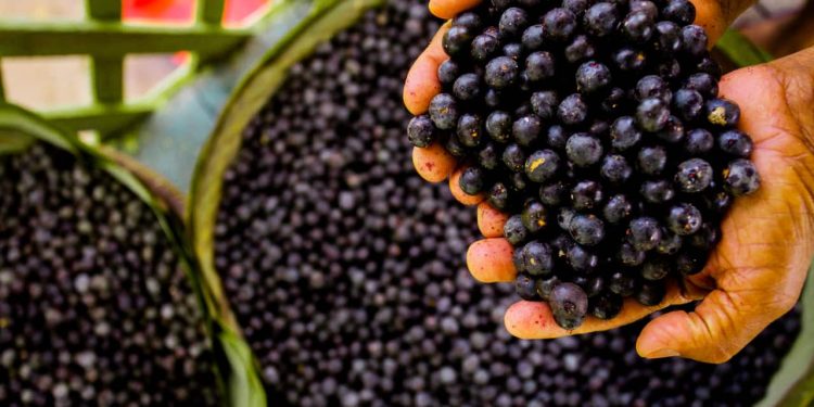 Açaí: zoneamento agrícola abre portas para expansão da cultura