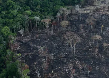 Alerta: devastação na Amazônia pode chegar a ponto de não retorno até 2050