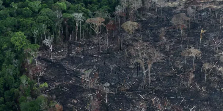 Alerta: devastação na Amazônia pode chegar a ponto de não retorno até 2050