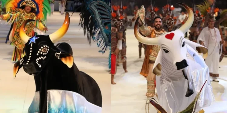 Bois Caprichoso e Garantido encantam Curitiba em apresentação histórica