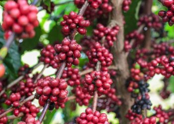 'Café Robustas Amazônica': Idam capacita produtores em Presidente Figueiredo