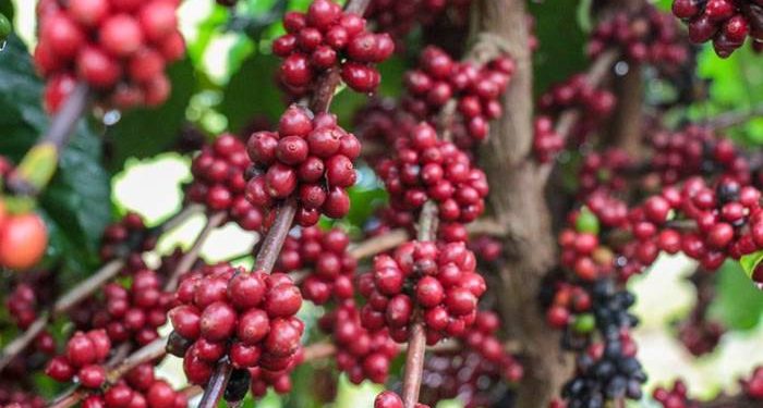 'Café Robustas Amazônica': Idam capacita produtores em Presidente Figueiredo