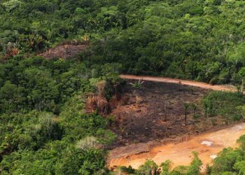 Desmatamento na Amazônia recua 29% em janeiro de 2024, mas Roraima preocupa
