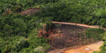 Desmatamento na Amazônia recua 29% em janeiro de 2024, mas Roraima preocupa