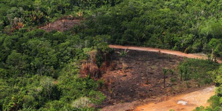 Desmatamento na Amazônia recua 29% em janeiro de 2024, mas Roraima preocupa