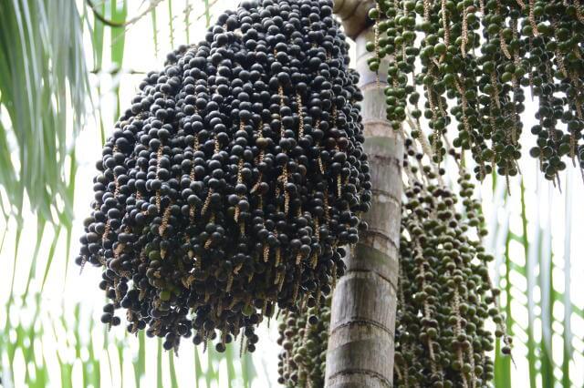 Desvendando os Segredos do Açaí: um superalimento da Amazônia