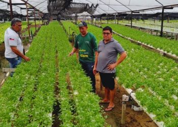 Hidroponia: uma aliada da horticultura Amazonense