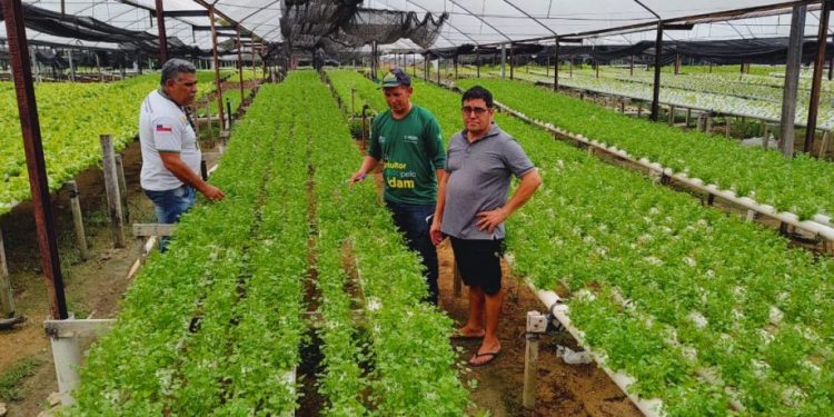 Hidroponia: uma aliada da horticultura Amazonense
