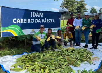 IDAM colhe 696 kg de milho verde em Careiro da Várzea e incentiva produção local