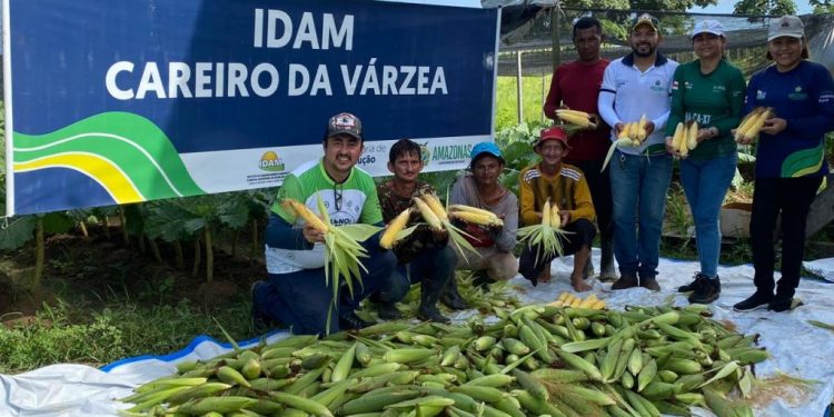 IDAM colhe 696 kg de milho verde em Careiro da Várzea e incentiva produção local