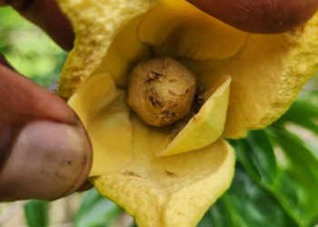Manaquiri: plantação de graviola recebe polinização artificial realizada pelo Idam