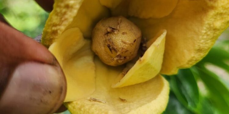 Manaquiri: plantação de graviola recebe polinização artificial realizada pelo Idam