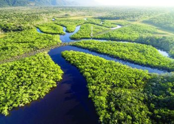Manaus: Capital da Amazônia sediará 1º Congresso Internacional de Saúde Animal e Ambiental