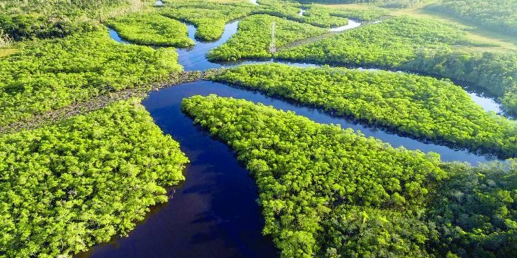 Manaus: Capital da Amazônia sediará 1º Congresso Internacional de Saúde Animal e Ambiental