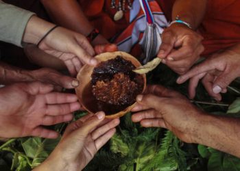Mel cítrico e livre de picadas das abelhas sem ferrão está emergindo como um ativo econômico na região amazônica