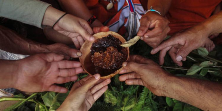 Mel cítrico e livre de picadas das abelhas sem ferrão está emergindo como um ativo econômico na região amazônica