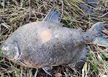 Peixe Amazônico encontrado na Irlanda intriga cientistas