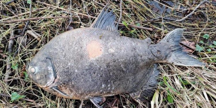 Peixe Amazônico encontrado na Irlanda intriga cientistas