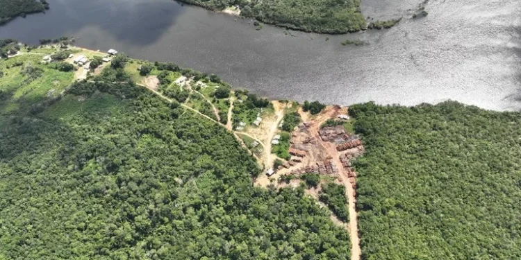 Operação Mamuru: combate à extração ilegal de madeira no Amazonas