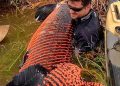Pescador fisga pirarucu gigante de mais de 2 metros e 130 quilos