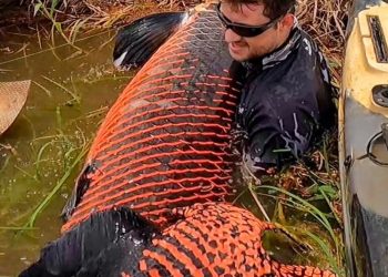 Pescador fisga pirarucu gigante de mais de 2 metros e 130 quilos