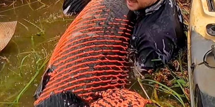 Pescador fisga pirarucu gigante de mais de 2 metros e 130 quilos