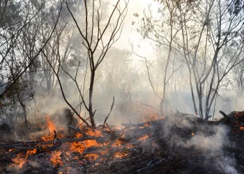Roraima concentra quase metade dos focos de queimadas do Brasil em fevereiro