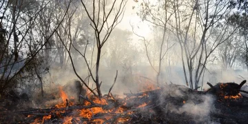 Roraima concentra quase metade dos focos de queimadas do Brasil em fevereiro