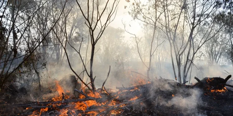 Roraima concentra quase metade dos focos de queimadas do Brasil em fevereiro