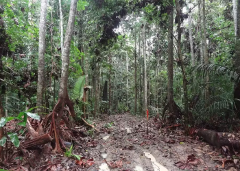 Manejo florestal sustentável no Amazonas: Pesquisa revela benefícios para o clima e biodiversidade