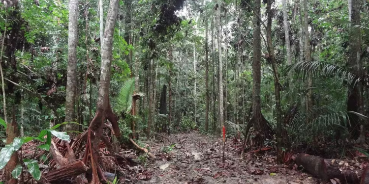 Manejo florestal sustentável no Amazonas: Pesquisa revela benefícios para o clima e biodiversidade